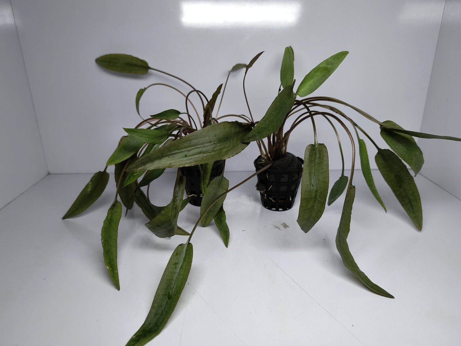 Cryptocoryne Axelrodi