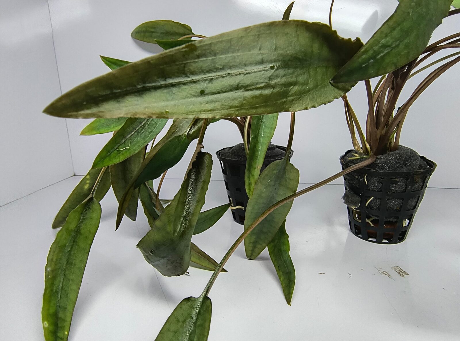 Cryptocoryne Axelrodi