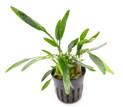 Cryptocoryne lucens