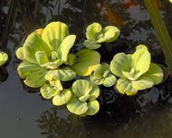 Floating Plant - Cabbage Lettuce - Single Stem