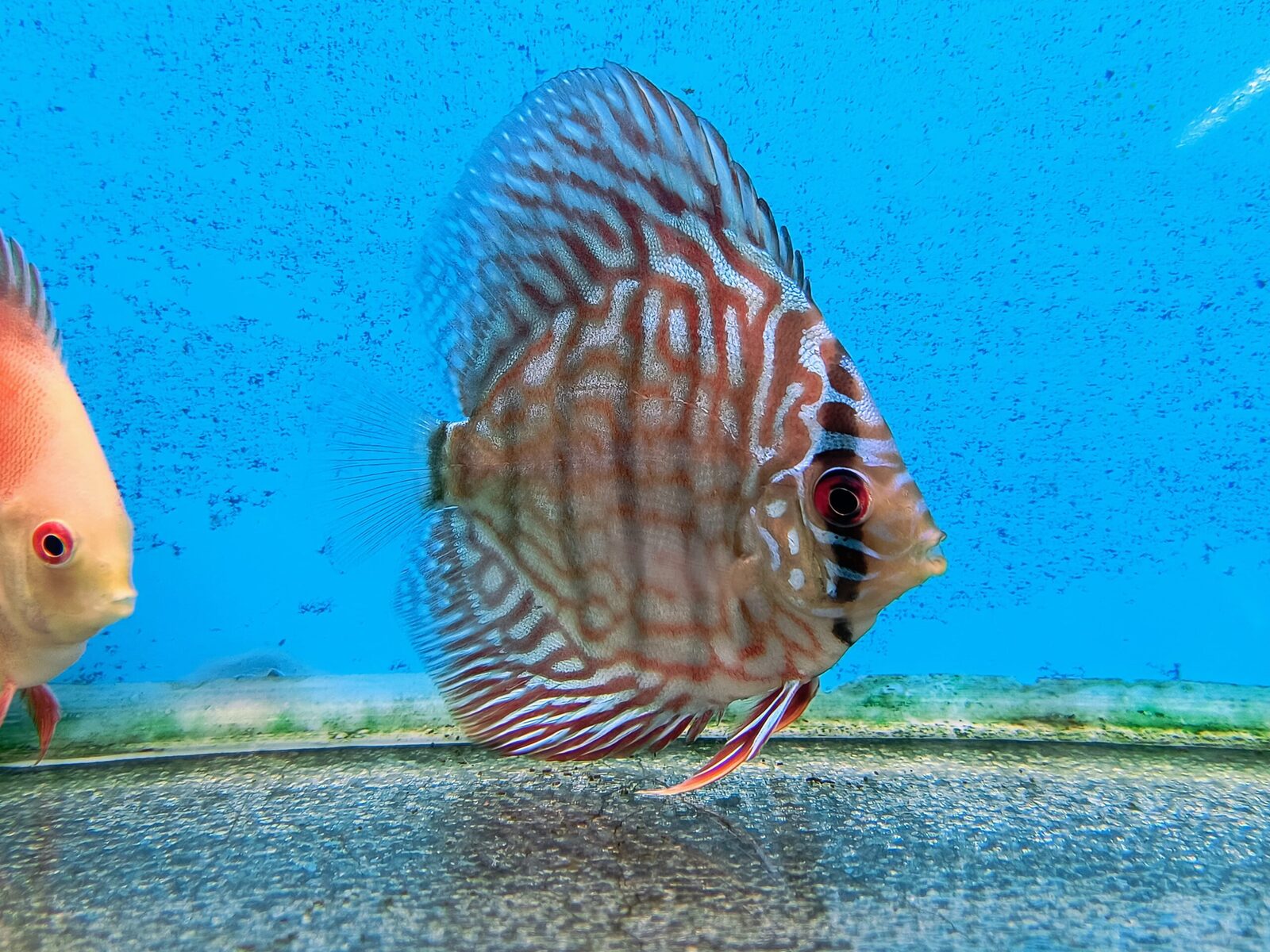 Blue Turquoise Discus