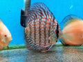 Blue Turquoise Discus