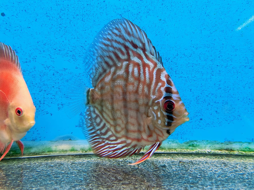 Blue Turquoise Discus