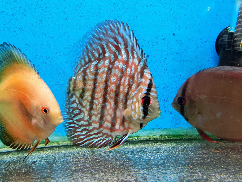 Blue Turquoise Discus