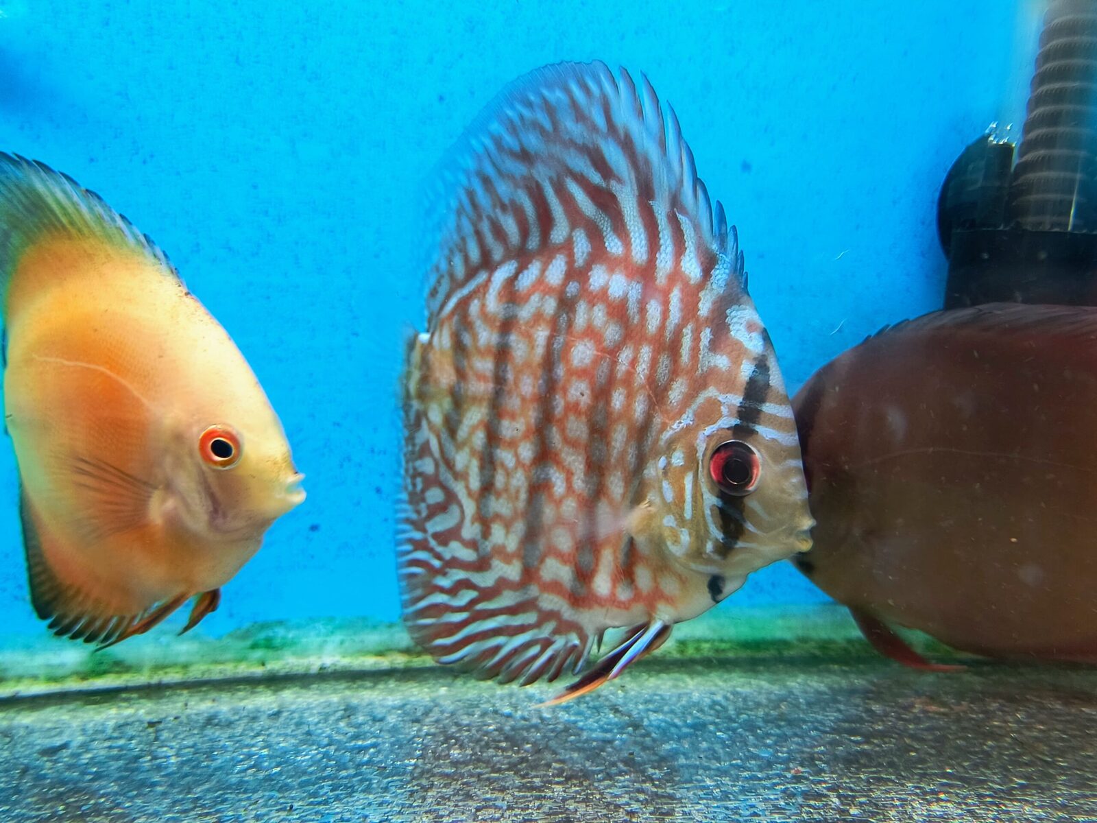 Blue Turquoise Discus