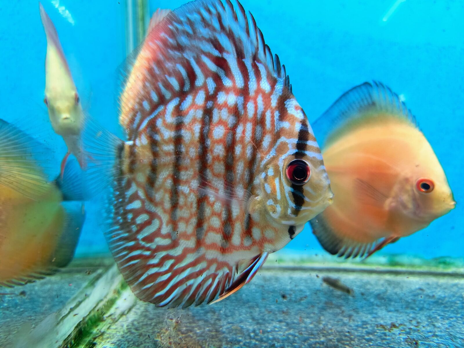 Blue Turquoise Discus