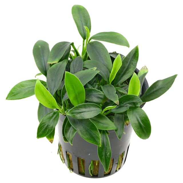 Anubias-barteri-var.-glabra2