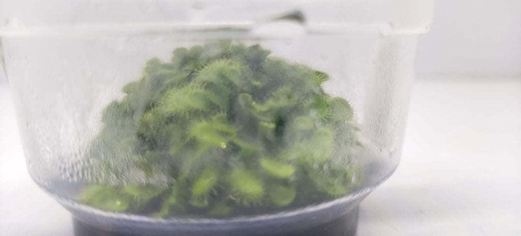 Drosera Spatulata – IC373
