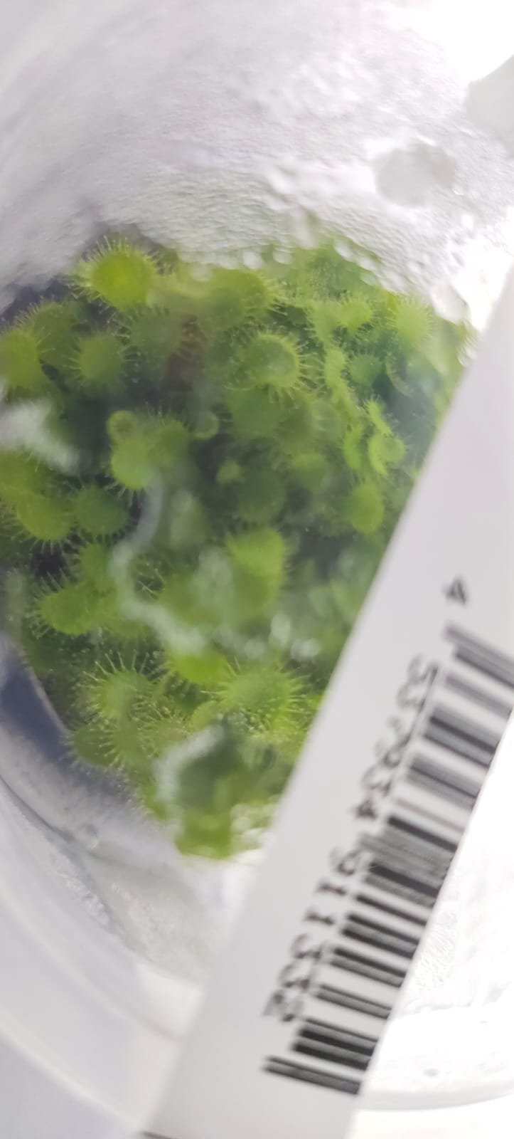 Drosera Spatulata – IC373