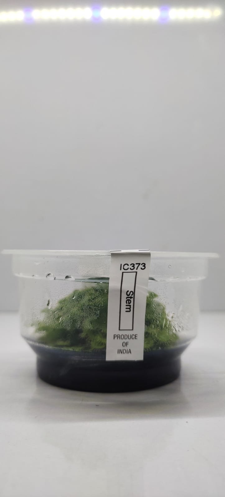 Drosera Spatulata – IC373