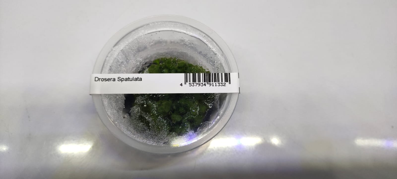 Drosera Spatulata – IC373