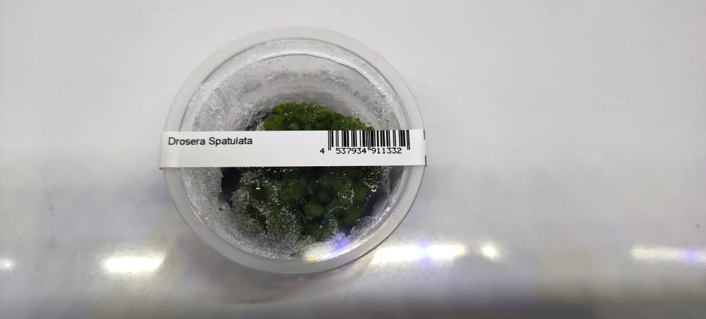 Drosera Spatulata – IC373