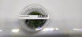 Drosera Spatulata – IC373