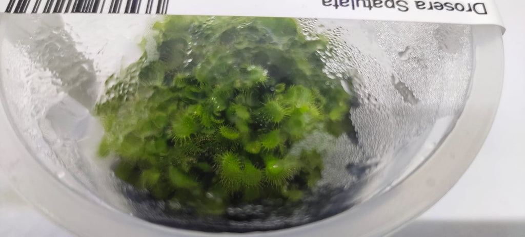 Drosera Spatulata – IC373
