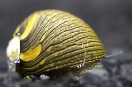 sun nerite