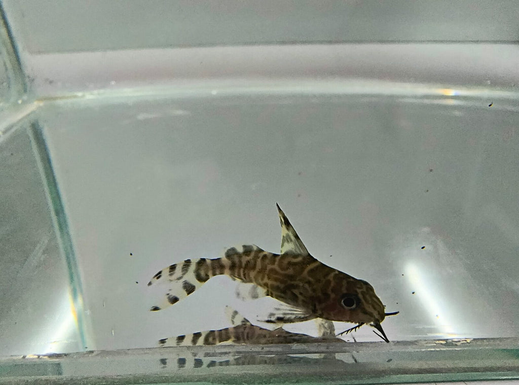Feather fin