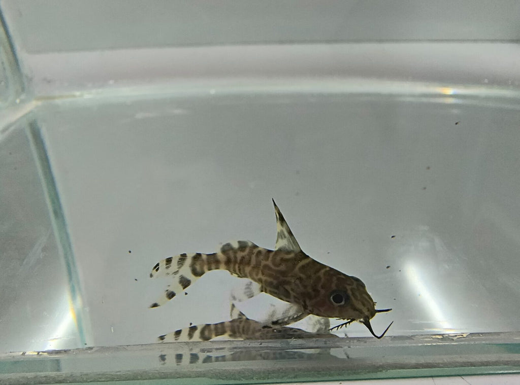 Feather fin