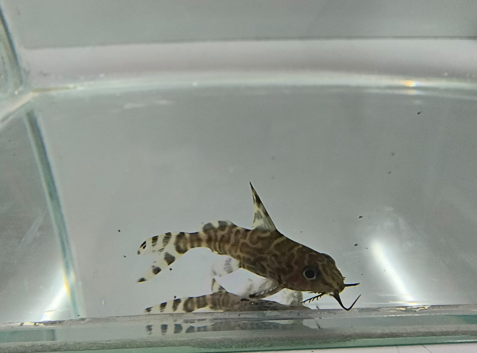 Feather fin