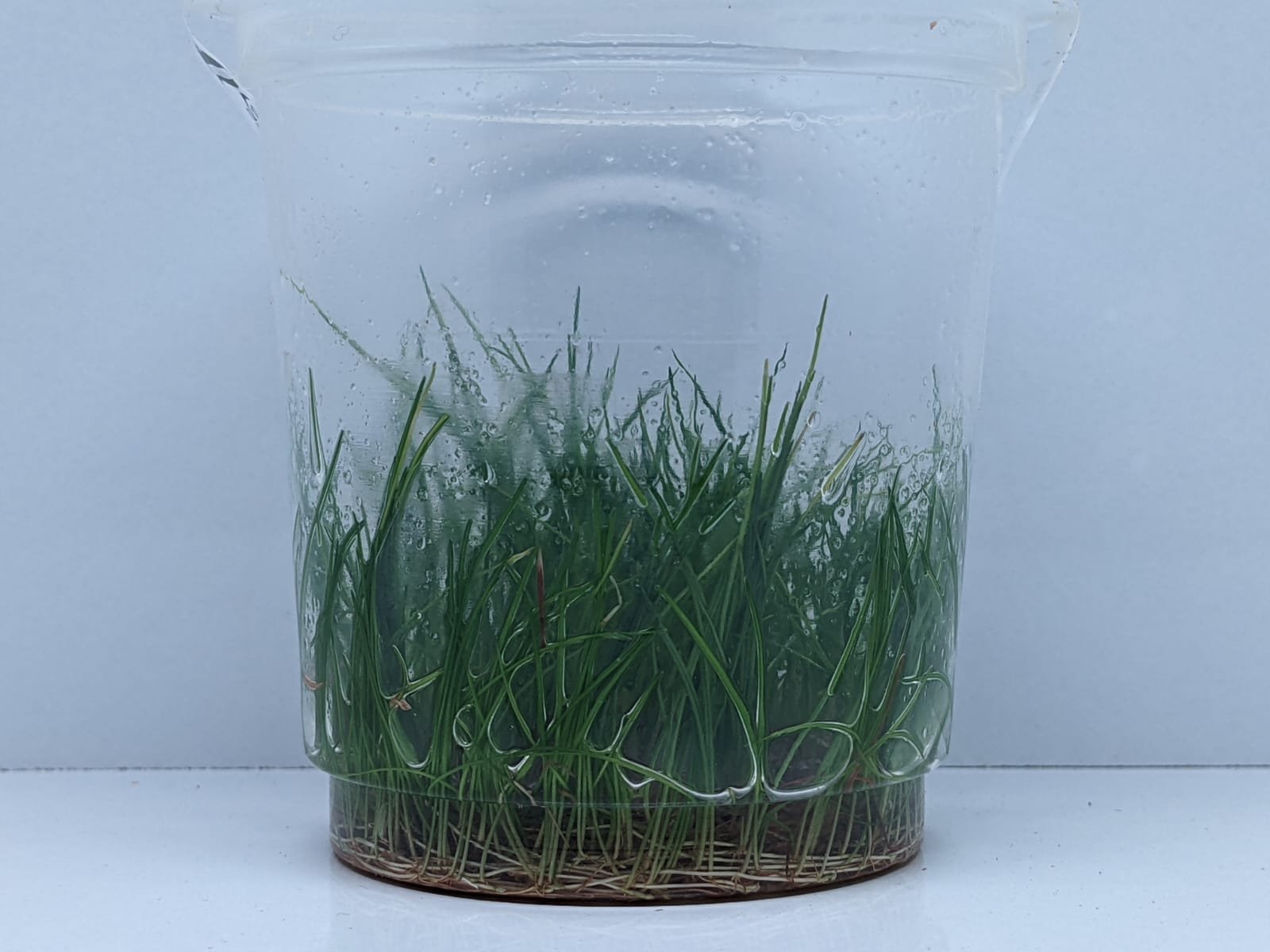 Eleocharis Acicularis