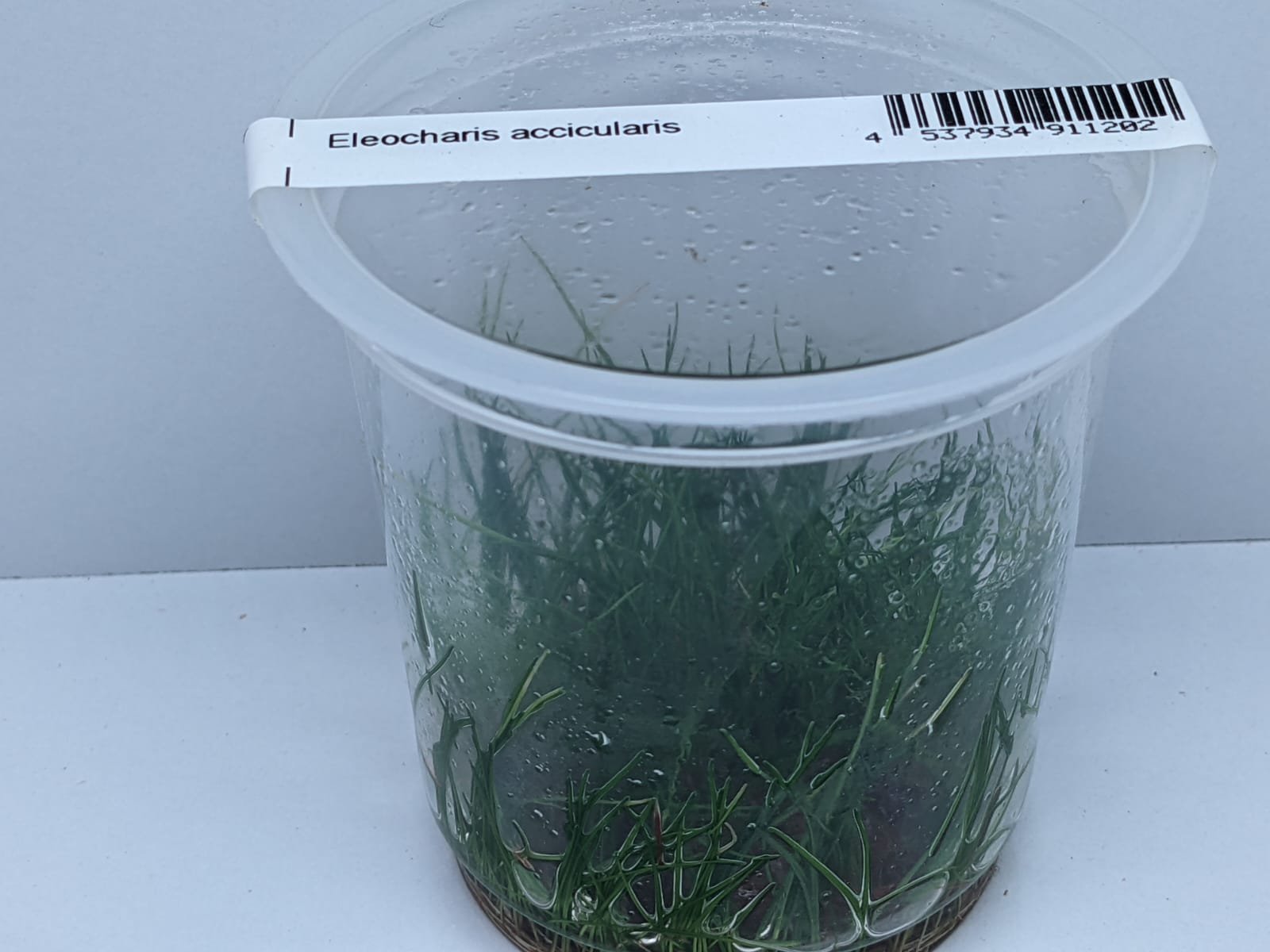 Eleocharis Acicularis