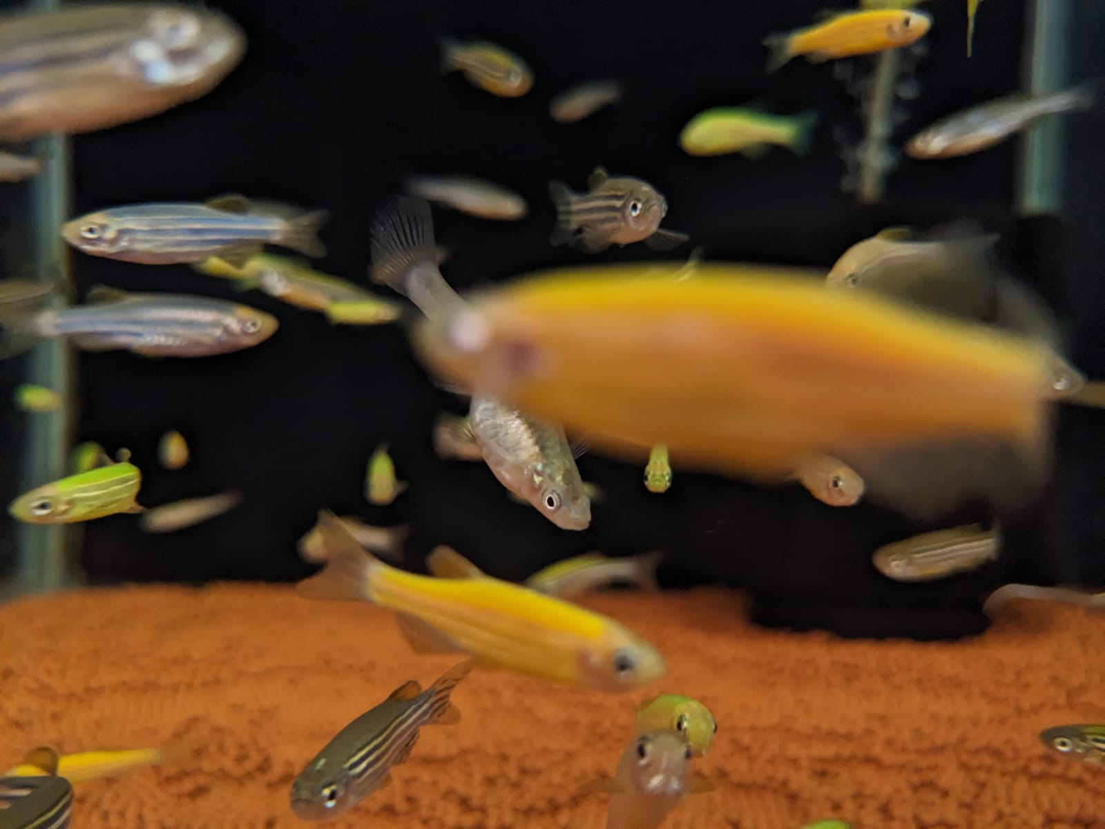 zebra danio mixed