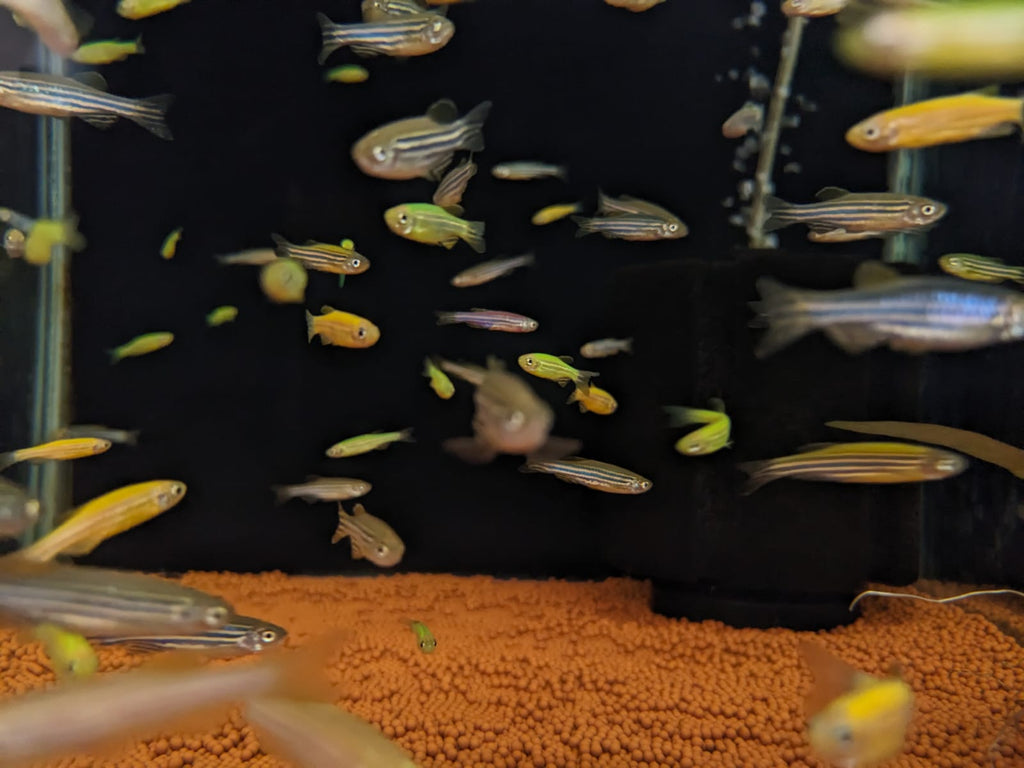 zebra danio mixed