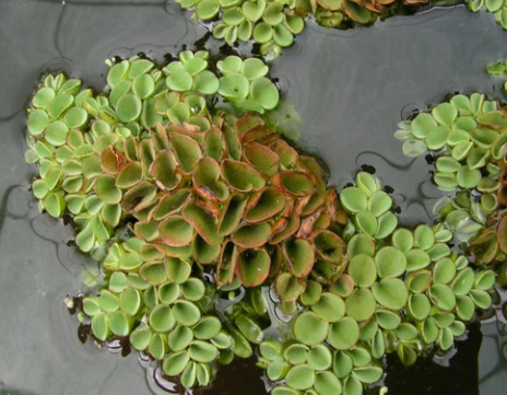 Salvinia Cucullata