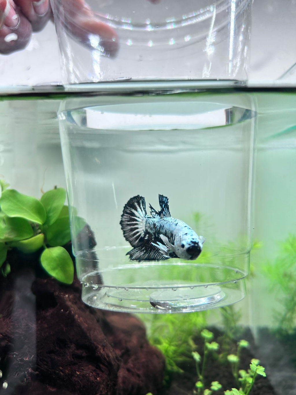 Fancy Copper Plakat Betta