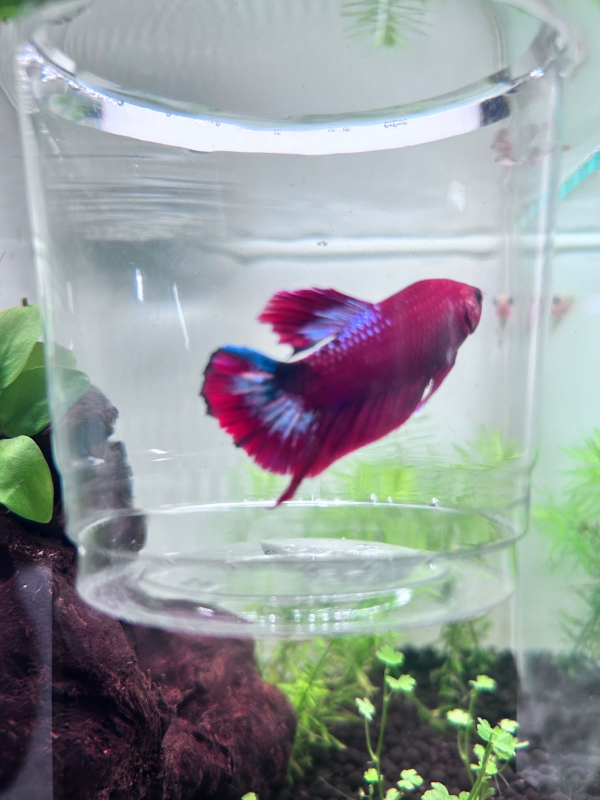 Fancy Copper Plakat Betta