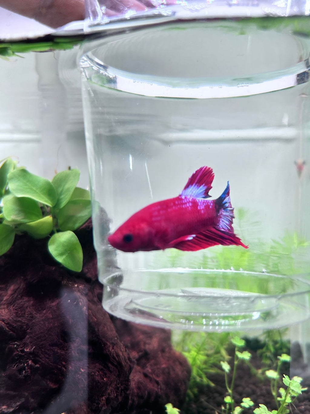 Fancy Copper Plakat Betta