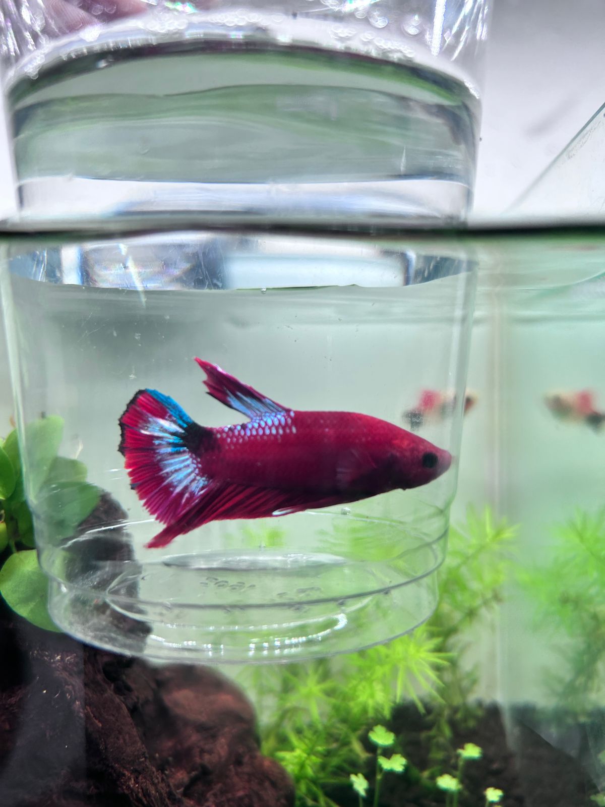 Fancy Copper Plakat Betta