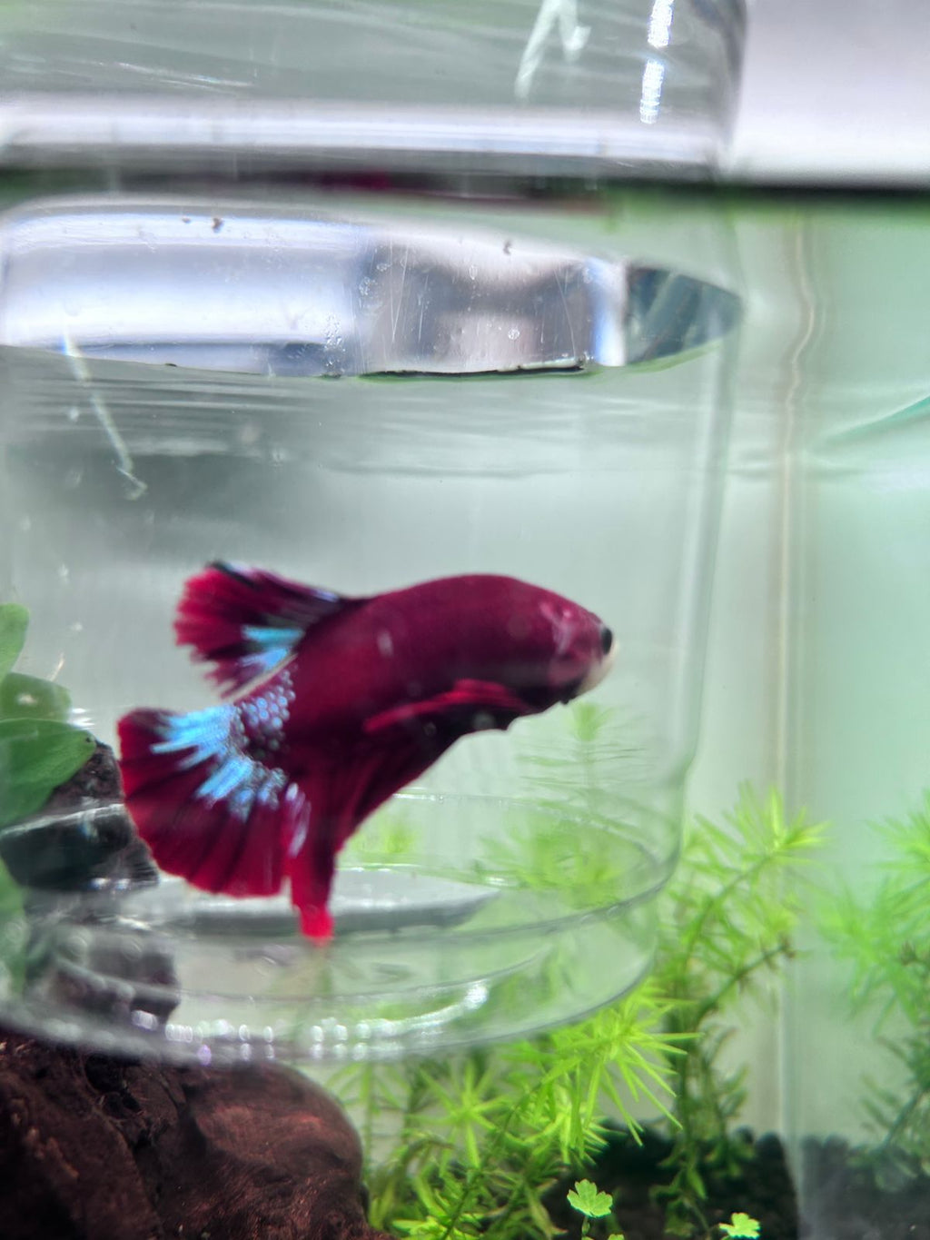 Fancy Copper Plakat Betta