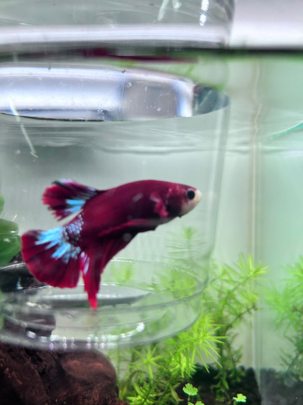 Fancy Copper Plakat Betta