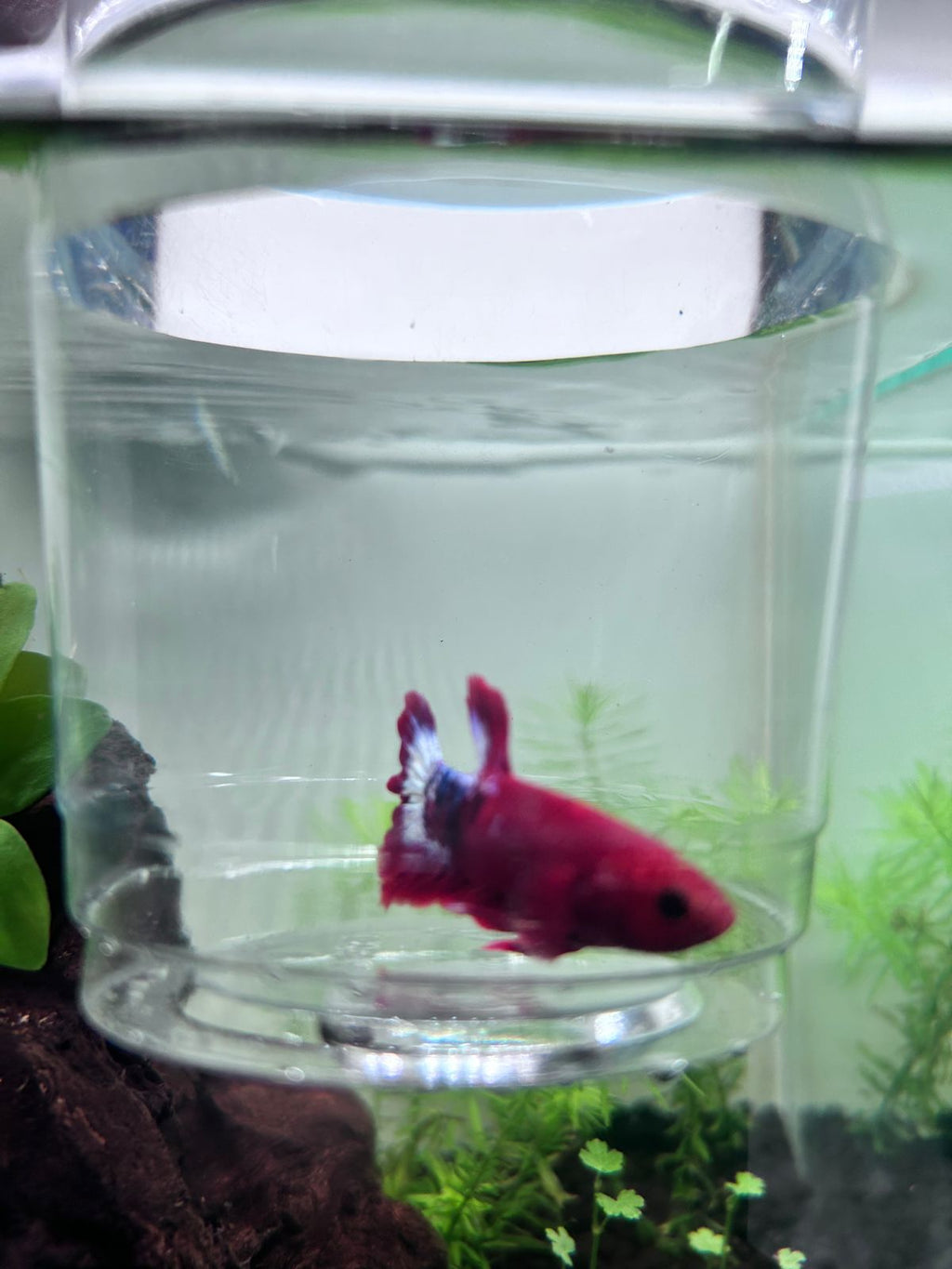 Fancy Copper Plakat Betta