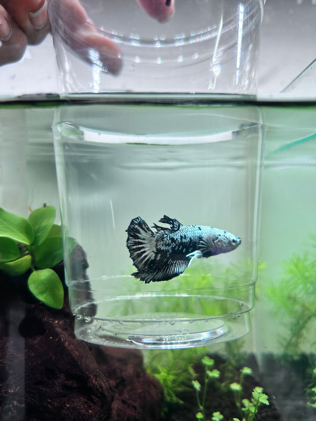 Fancy Copper Plakat Betta