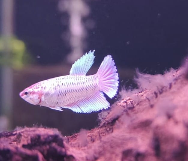 Femalebetta_