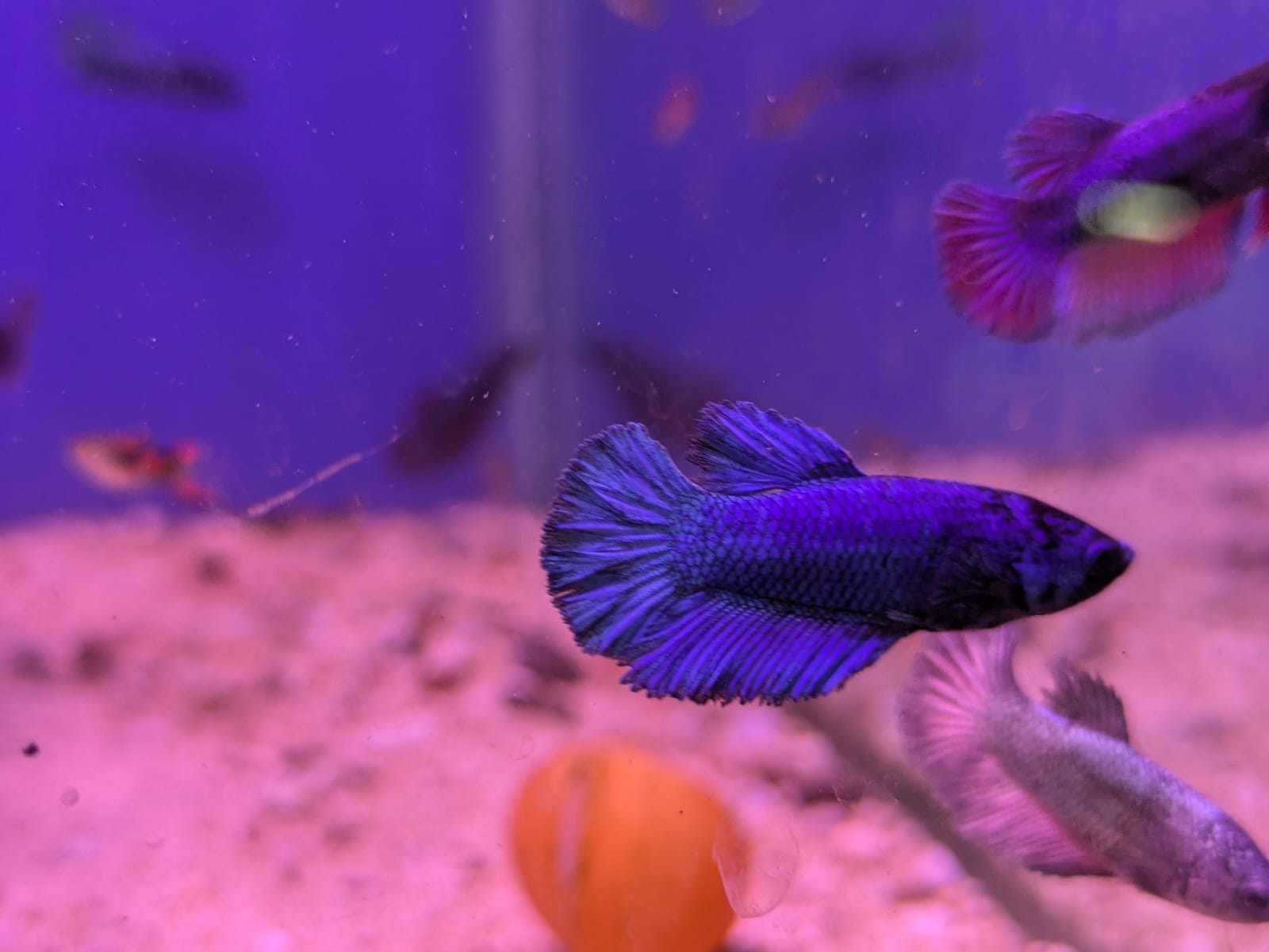 Femalebetta_
