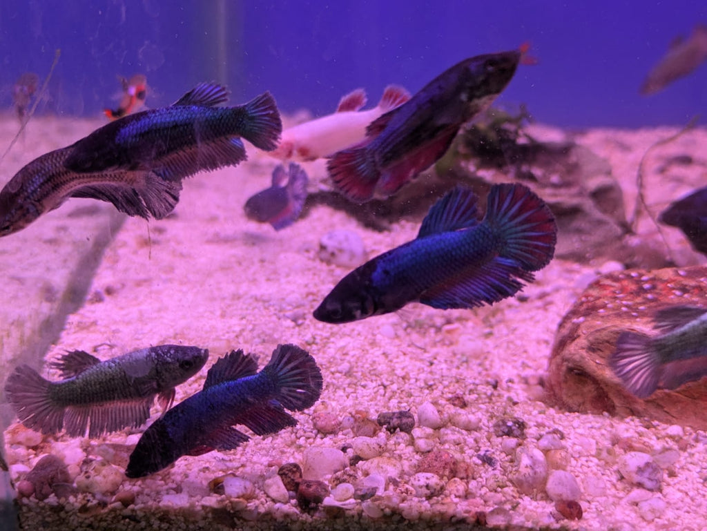 Femalebetta_