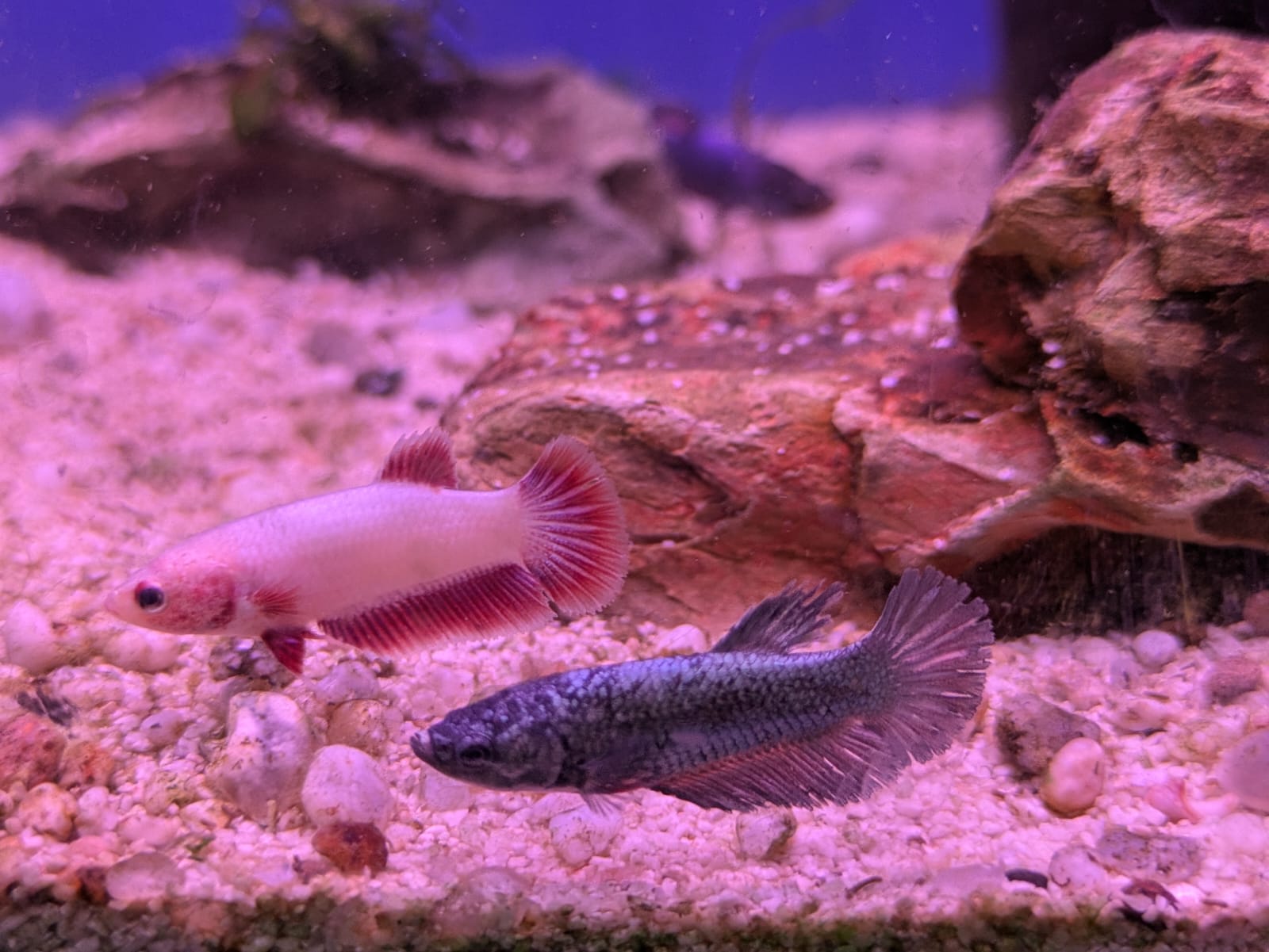 Femalebetta_