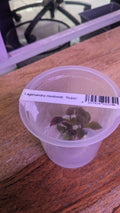 Lagenandra meeboldi 'Rubin