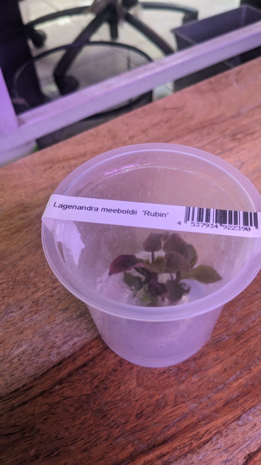 Lagenandra meeboldi 'Rubin