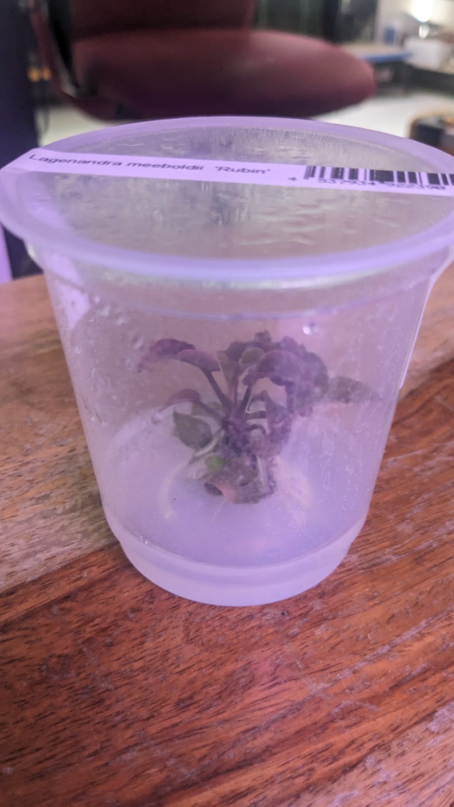 Lagenandra meeboldi 'Rubin
