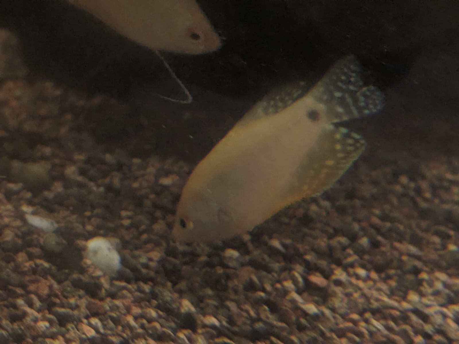 gourami