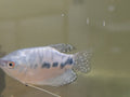 gourami