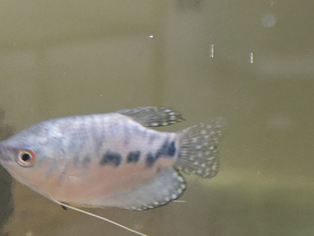 gourami