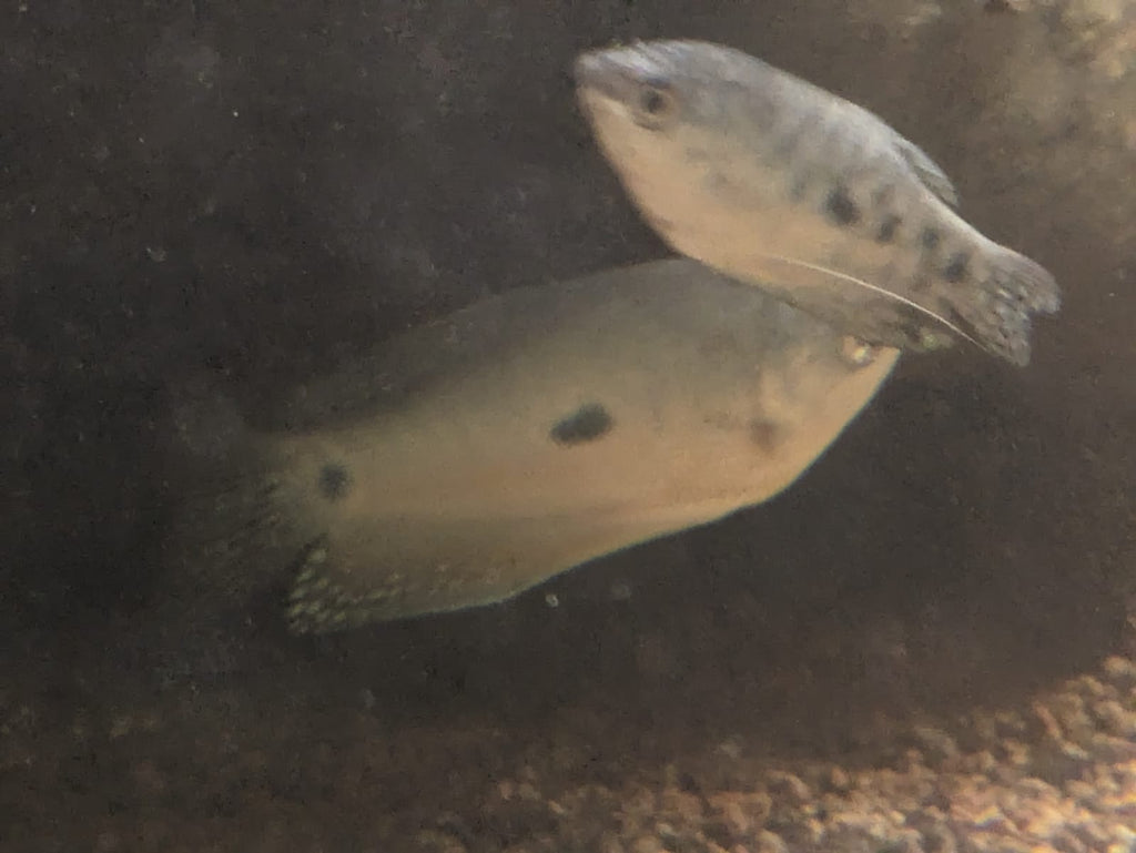 gourami