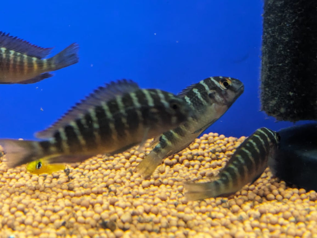 Tropeus