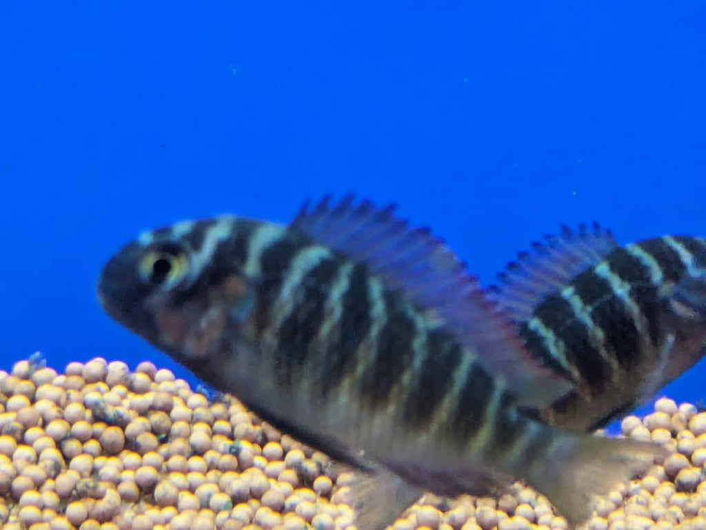 Tropeus