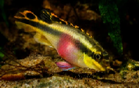 Kribensis
