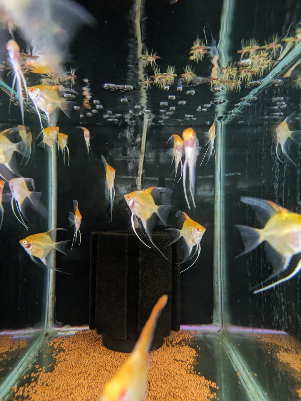 Red Eye Angelfish